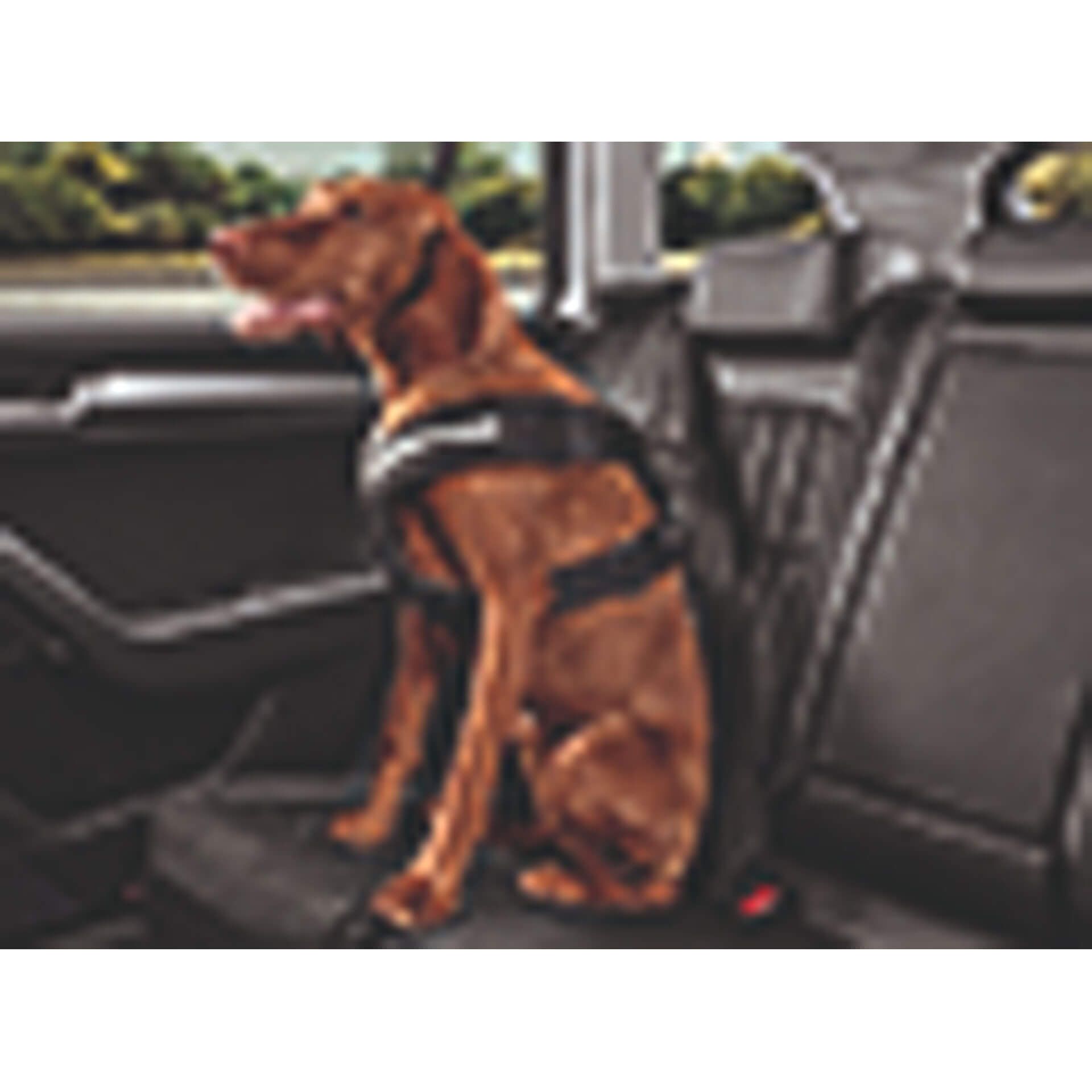 000019409c skoda hundeschutzgurt l rosier onlineshop