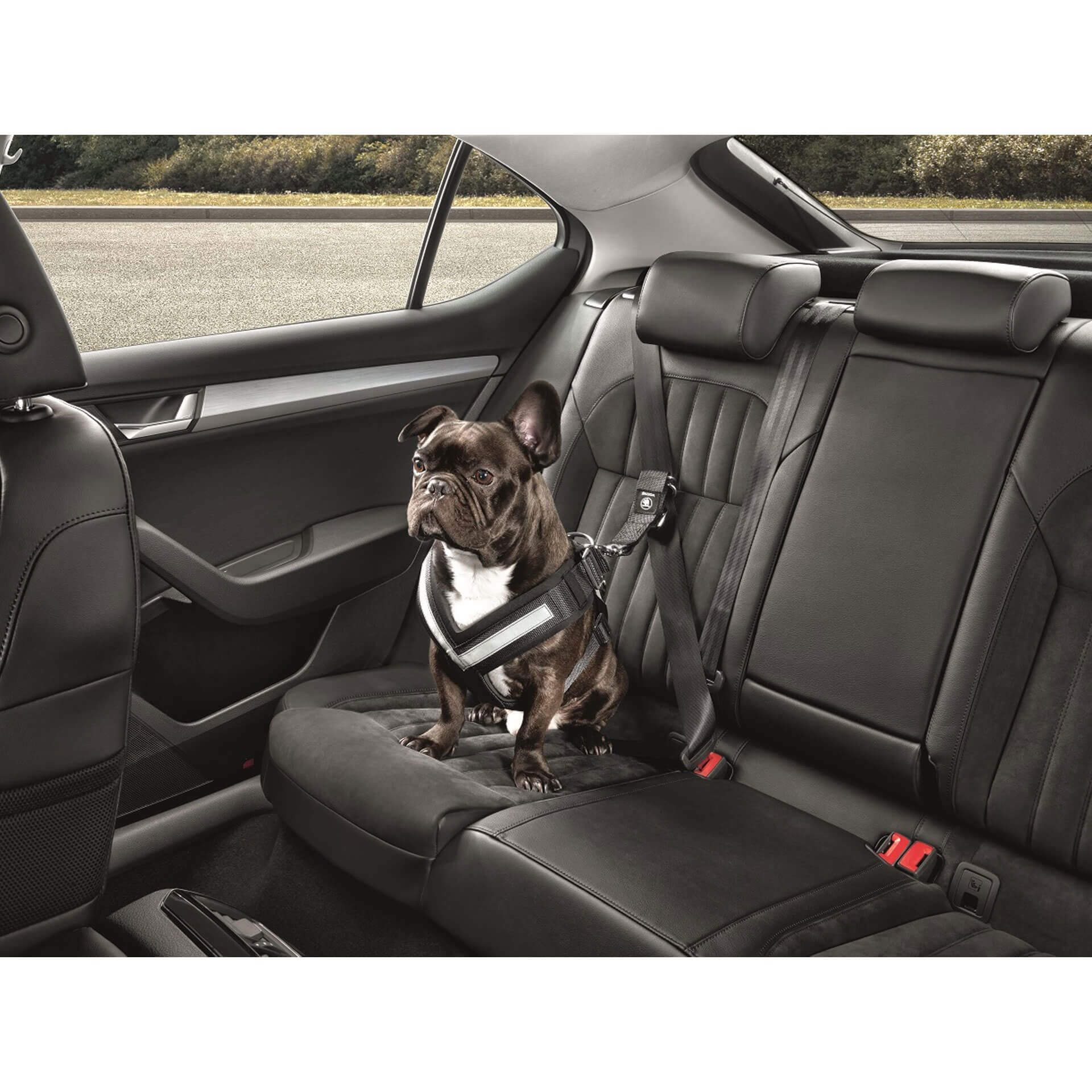 000019409b skoda hundeschutzgurt m rosier onlineshop